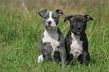 AMSTAFF  PUPPIES 242